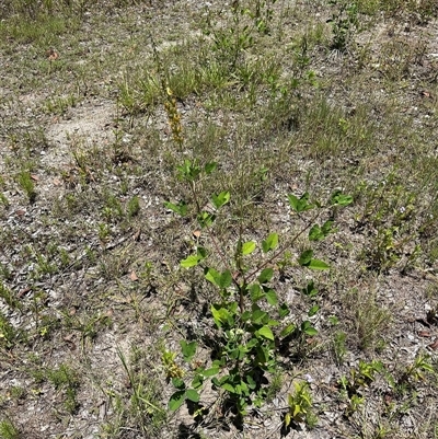 Crotalaria pallida subsp. obovata at Woorim, QLD - 13 Jan 2025 by lbradley