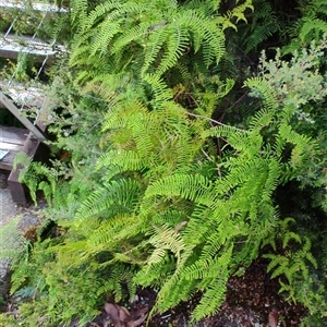 Gleichenia microphylla (Scrambling Coral Fern) at Southwest, TAS by LyndalT