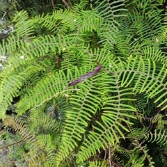 Gleichenia microphylla at Southwest, TAS - suppressed