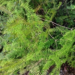 Gleichenia microphylla at Southwest, TAS - suppressed