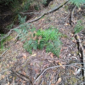 Pteridium esculentum (Bracken) at Southwest, TAS by LyndalT