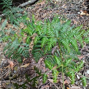 Pteridium esculentum at Southwest, TAS - 13 Jan 2025 12:12 PM