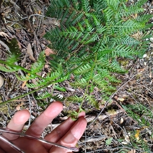 Pteridium esculentum at Southwest, TAS - 13 Jan 2025 12:12 PM