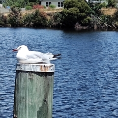 Chroicocephalus novaehollandiae (Silver Gull) at Huonville, TAS - 13 Jan 2025 by LyndalT