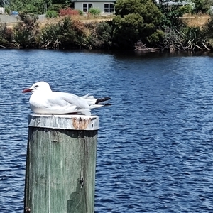 Chroicocephalus novaehollandiae at Huonville, TAS by LyndalT