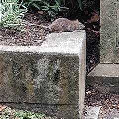 Rattus rattus (Black Rat) at Hobart, TAS - 13 Jan 2025 by LyndalT