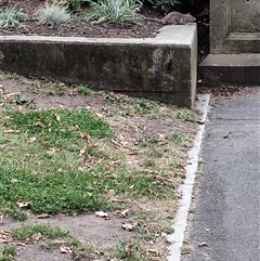Rattus rattus at Hobart, TAS - 13 Jan 2025 05:48 PM