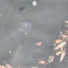 Unidentified Jellyfish or Hydroid  at Hobart, TAS - 13 Jan 2025 by LyndalT