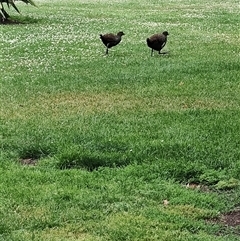 Tribonyx mortierii (Tasmanian Nativehen) at Queens Domain, TAS - 14 Jan 2025 by LyndalT