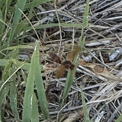 Unidentified Wasp (Hymenoptera, Apocrita) at Lyons, ACT - 14 Jan 2025 by ran452