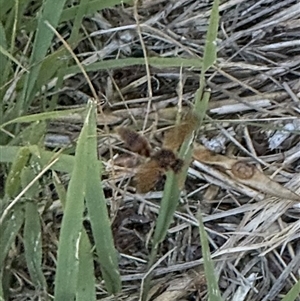 Apocrita (suborder) (Unidentified wasp) at Lyons, ACT by ran452