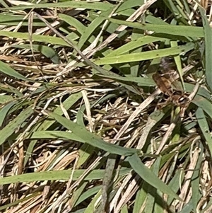 Apocrita (suborder) at Lyons, ACT - 14 Jan 2025 11:28 AM