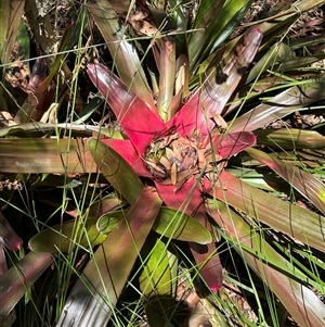 Unidentified Cactus / Succulent at Woorim, QLD by lbradley