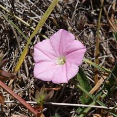 Convolvulus angustissimus subsp. angustissimus (Australian Bindweed) at Gundary, NSW - 6 Nov 2024 by RobG1