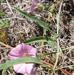 Convolvulus angustissimus subsp. angustissimus at Gundary, NSW - 6 Nov 2024