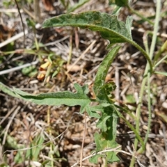 Convolvulus angustissimus subsp. angustissimus at Gundary, NSW - 6 Nov 2024