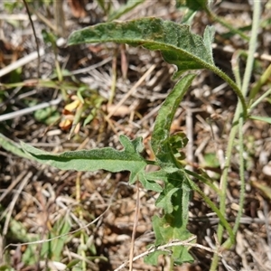 Convolvulus angustissimus subsp. angustissimus at Gundary, NSW - 6 Nov 2024