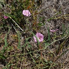 Convolvulus angustissimus subsp. angustissimus at Gundary, NSW - 6 Nov 2024