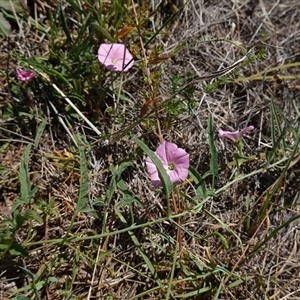 Convolvulus angustissimus subsp. angustissimus at Gundary, NSW - 6 Nov 2024 11:12 AM