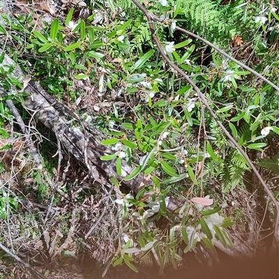 Eucryphia lucida (Leatherwood) at Geeveston, TAS - 13 Jan 2025 by LyndalT