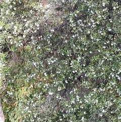Eucryphia lucida at Geeveston, TAS - 13 Jan 2025 11:13 AM