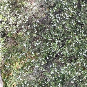 Eucryphia lucida at Geeveston, TAS - 13 Jan 2025 11:13 AM