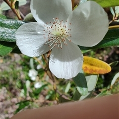 Eucryphia lucida at Geeveston, TAS - 13 Jan 2025 11:13 AM