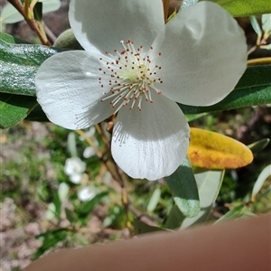 Eucryphia lucida at Geeveston, TAS - 13 Jan 2025 11:13 AM