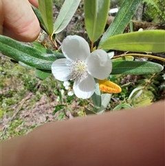 Eucryphia lucida at Geeveston, TAS - 13 Jan 2025 11:13 AM