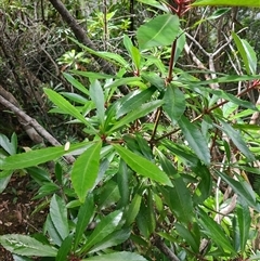 Anopterus glandulosus (Tasmanian Laurel) at Geeveston, TAS - 13 Jan 2025 by LyndalT