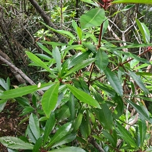 Anopterus glandulosus (Tasmanian Laurel) at Geeveston, TAS by LyndalT