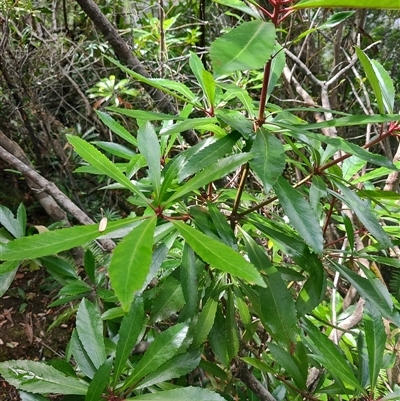 Anopterus glandulosus (Tasmanian Laurel) at Geeveston, TAS - 13 Jan 2025 by LyndalT