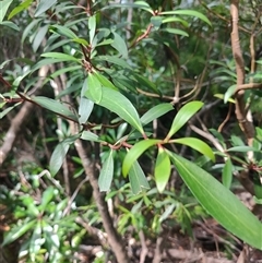 Tasmannia lanceolata (Mountain Pepper) at Geeveston, TAS - 13 Jan 2025 by LyndalT