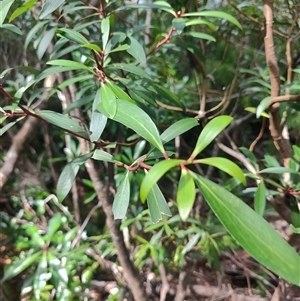 Tasmannia lanceolata (Mountain Pepper) at Geeveston, TAS by LyndalT