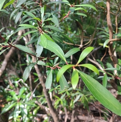 Tasmannia lanceolata (Mountain Pepper) at Geeveston, TAS - 13 Jan 2025 by LyndalT