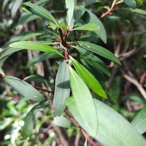 Tasmannia lanceolata at Geeveston, TAS - 13 Jan 2025 11:18 AM