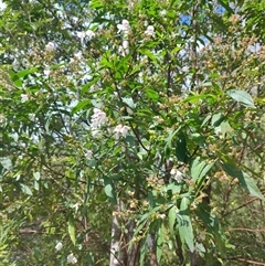 Prostanthera lasianthos (Victorian Christmas Bush) at Geeveston, TAS - 13 Jan 2025 by LyndalT