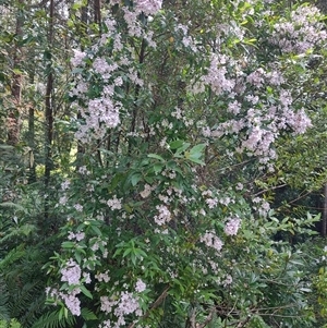 Prostanthera lasianthos at Geeveston, TAS - 13 Jan 2025 11:15 AM