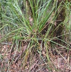 Gahnia grandis (Brickmaker's Sedge, Cutting Grass) at Southwest, TAS - 13 Jan 2025 by LyndalT