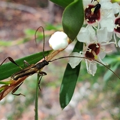 Amphirhoe sp. at Southwest, TAS - 13 Jan 2025 by LyndalT