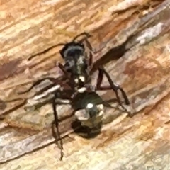 Polyrhachis rufifemur (Red-thighed Spiny Ant) at Woorim, QLD - 13 Jan 2025 by lbradley