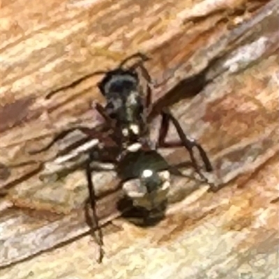 Polyrhachis rufifemur (Red-thighed Spiny Ant) at Woorim, QLD - 13 Jan 2025 by lbradley