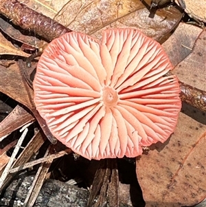 Agarics gilled fungi at Woorim, QLD by lbradley