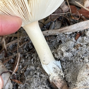 Amanita sp. at Woorim, QLD by lbradley