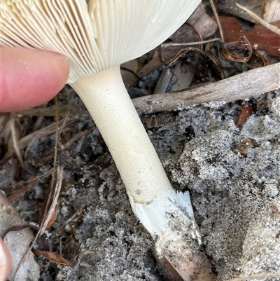 Amanita sp. at Woorim, QLD - 13 Jan 2025 by lbradley