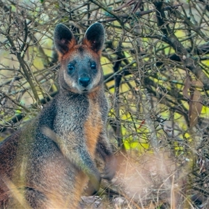 Wallabia bicolor at Orangeville, NSW by belleandjason