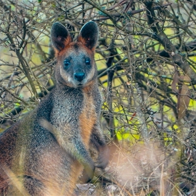 Wallabia bicolor at Orangeville, NSW - 14 Jan 2025 by belleandjason