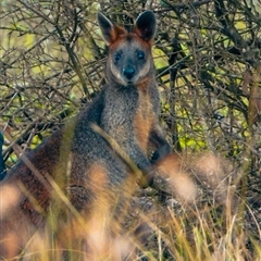 Wallabia bicolor at Orangeville, NSW - 14 Jan 2025 12:21 PM