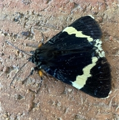 Eutrichopidia latinus (Yellow-banded Day-moth) at Wamboin, NSW - 13 Jan 2025 by Komidar