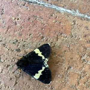 Eutrichopidia latinus at Wamboin, NSW - 14 Jan 2025 10:39 AM